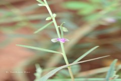 Polygala erioptera